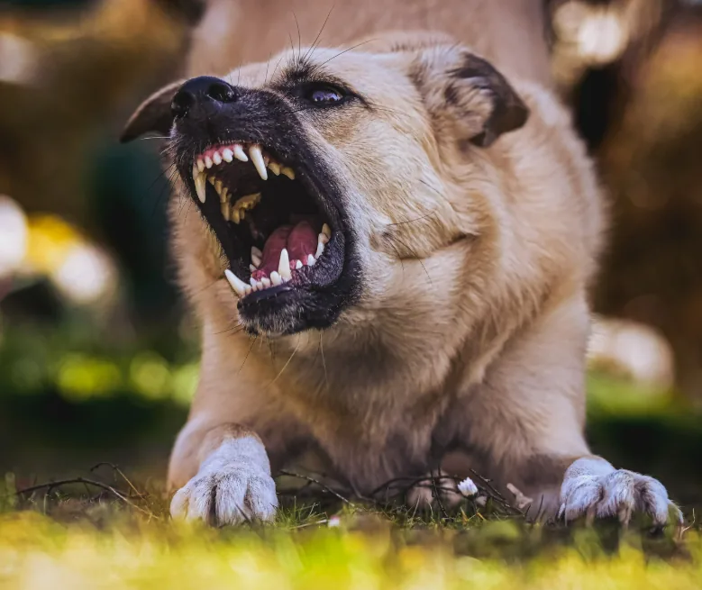 Aggressive dog baring its teeth